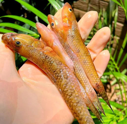 萧劲松的笋壳鱼养殖技术要点有哪些？-图2