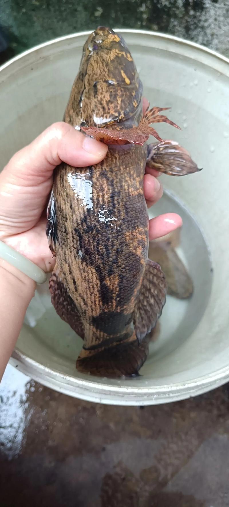 萧劲松的笋壳鱼养殖技术要点有哪些?-图1 萧劲松的笋壳鱼养殖技术要点有哪些?-图1