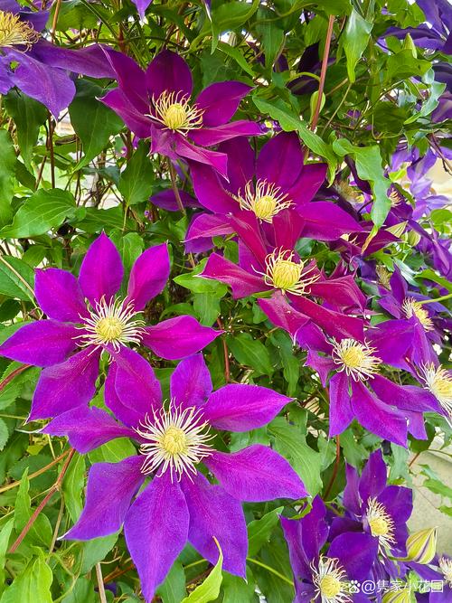 铁线莲什么品种长的快-图3 铁线莲什么品种长的快-图3