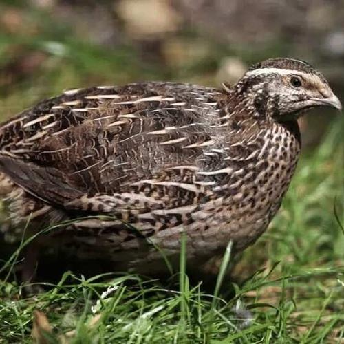 那个品种鹌鹑产蛋量高-图1 那个品种鹌鹑产蛋量高-图1