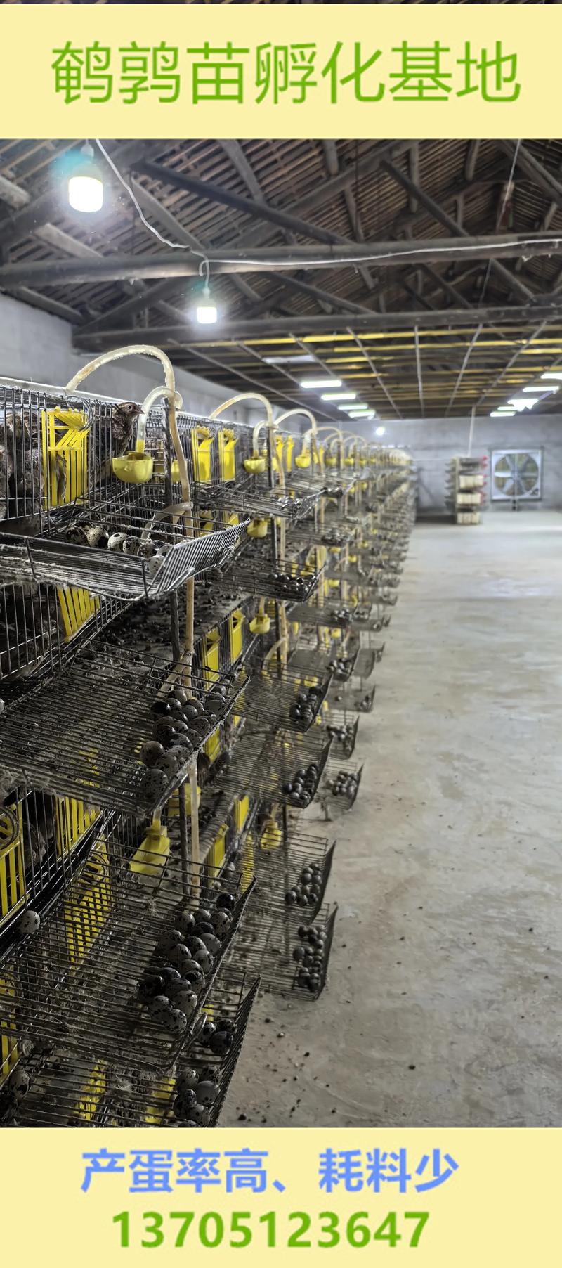 那个品种鹌鹑产蛋量高-图2 那个品种鹌鹑产蛋量高-图2