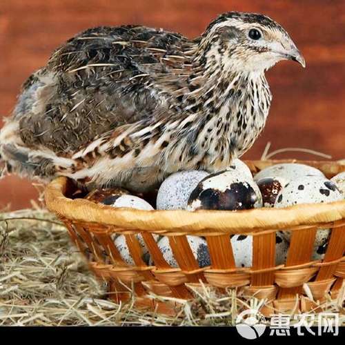 那个品种鹌鹑产蛋量高-图3
