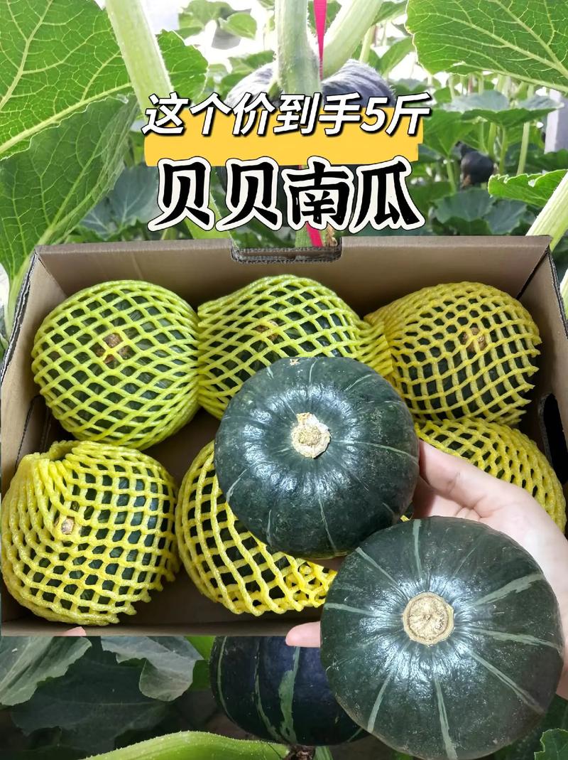 南瓜品种最优产地在哪？-图3