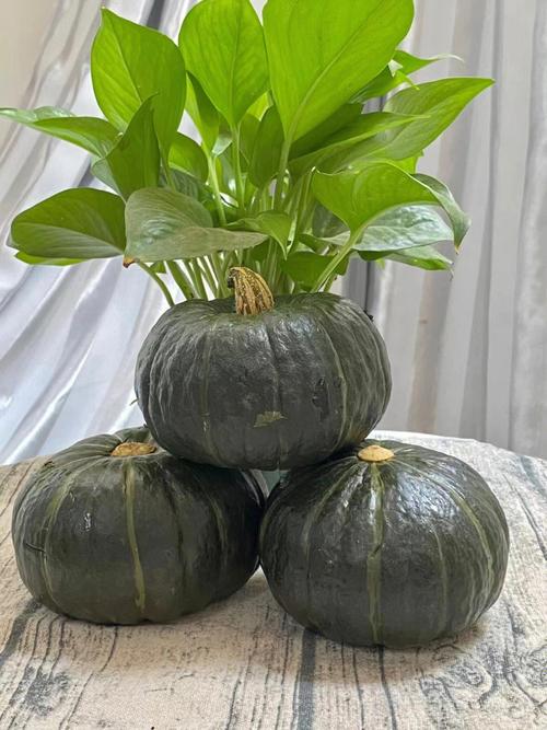 南瓜品种最优产地在哪？-图2