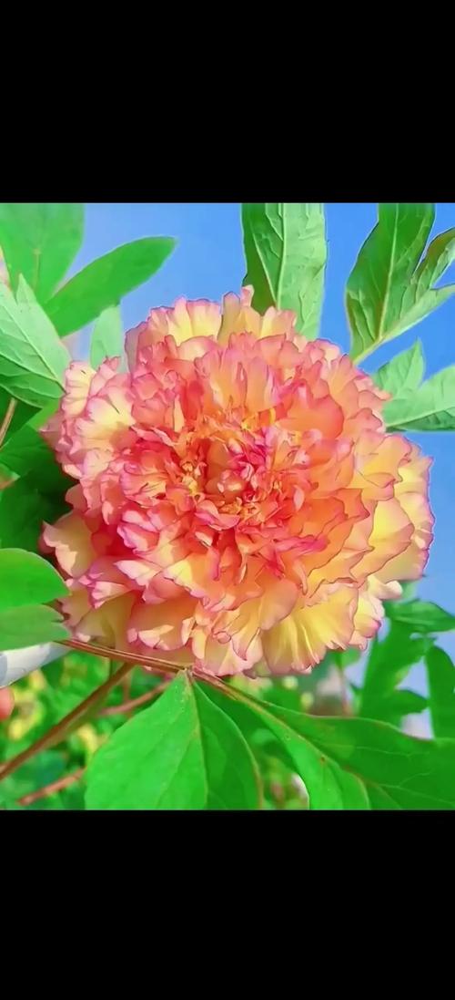 牡丹名贵品种,究竟谁称第一?-图2 牡丹名贵品种,究竟谁称第一?-图2