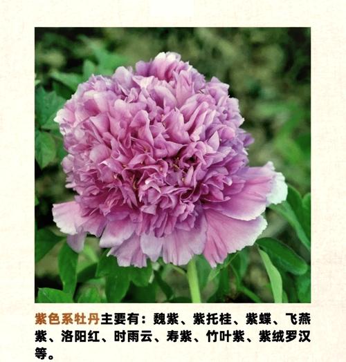 牡丹名贵品种,究竟谁称第一?-图3 牡丹名贵品种,究竟谁称第一?-图3