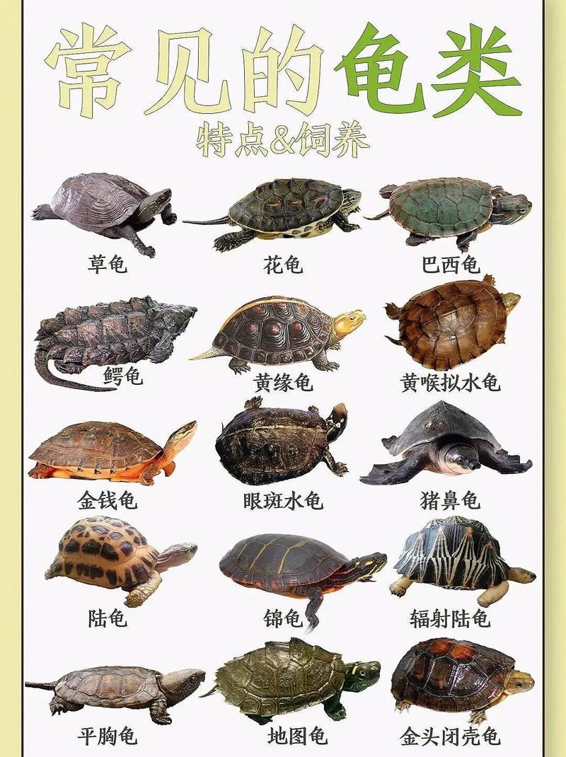 浙江省有哪些乌龟品种-图2 浙江省有哪些乌龟品种-图2