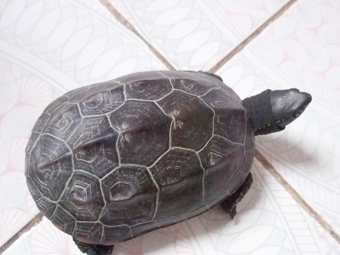 浙江省有哪些乌龟品种-图1 浙江省有哪些乌龟品种-图1