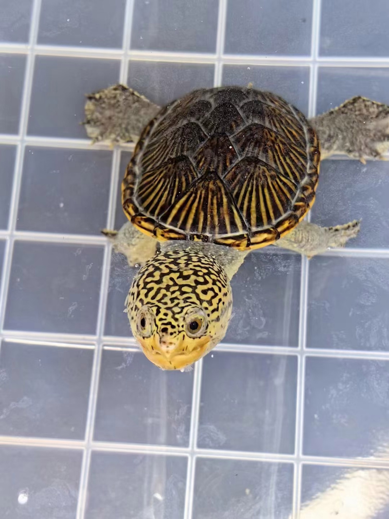 浙江省有哪些乌龟品种-图3 浙江省有哪些乌龟品种-图3