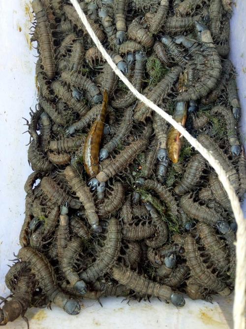 爬沙虫养殖技术难点有哪些?-图2 爬沙虫养殖技术难点有哪些?-图2