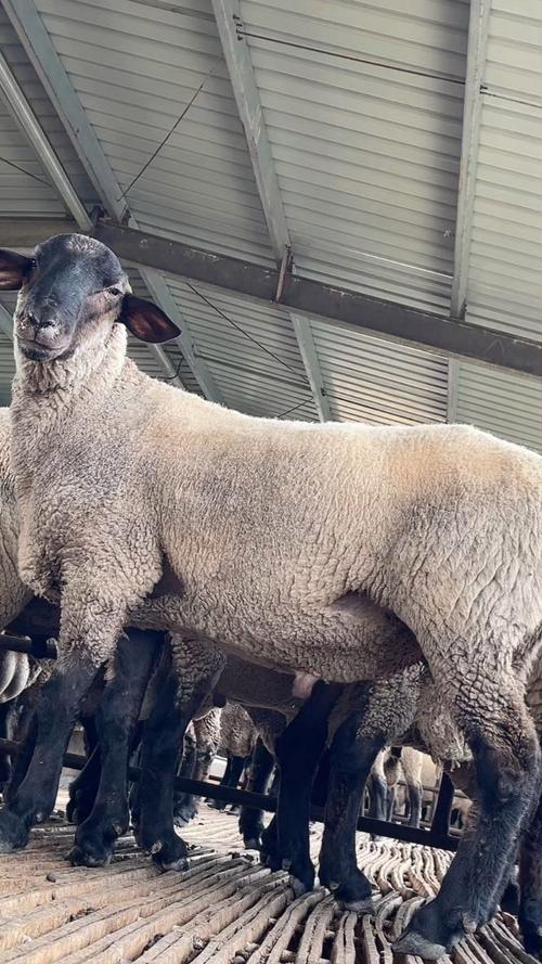 家里养的羊是什么品种？-图2