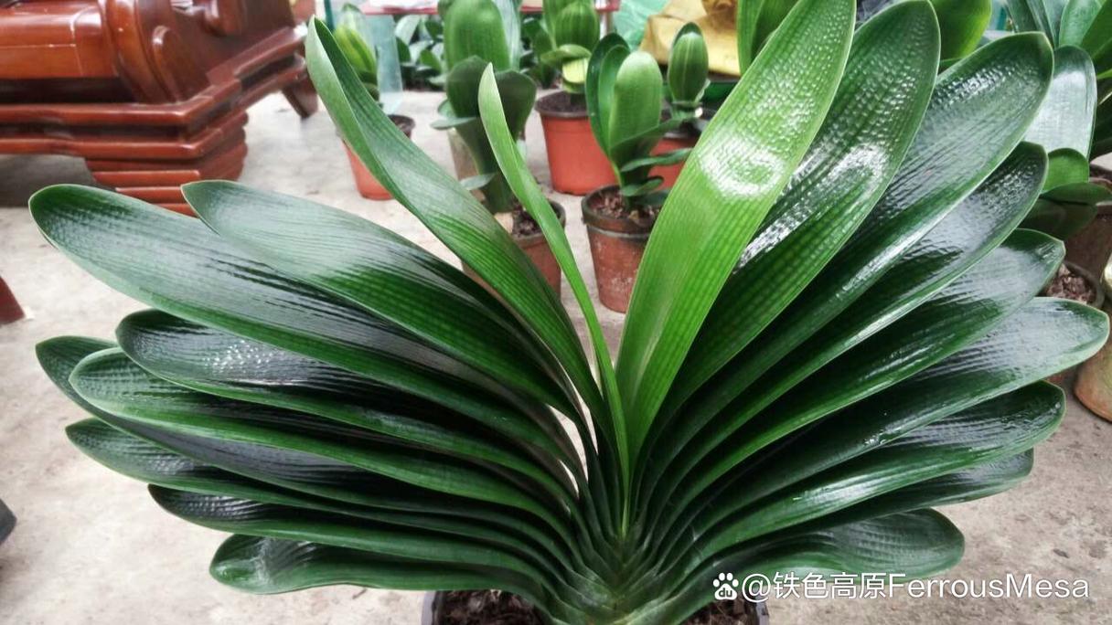 君子兰最贵品种是哪个?-图1 君子兰最贵品种是哪个?-图1