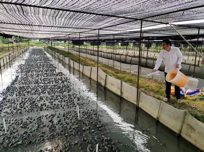 青蛙养殖技术农广天地,关键要点有哪些?-图1 青蛙养殖技术农广天地,关键要点有哪些?-图1