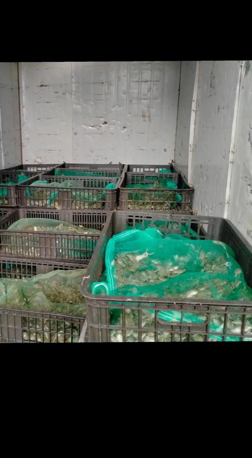 青蛙养殖技术农广天地,关键要点有哪些?-图3 青蛙养殖技术农广天地,关键要点有哪些?-图3