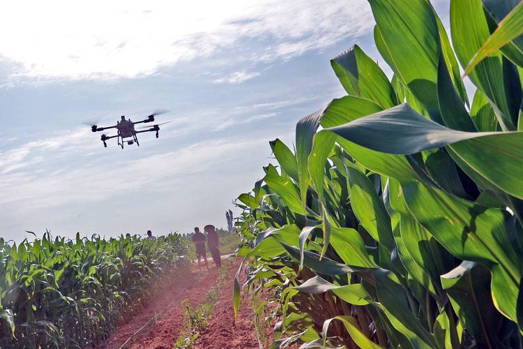 水稻玉米种植技术视频-图3