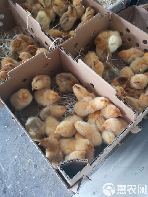 山东聊城817鸡苗今日价格多少？-图2