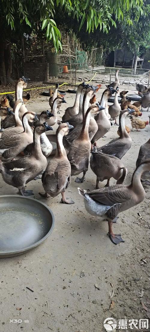 养鹅都是什么品种好啊-图3