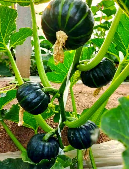 哪些南瓜品种营养价值最高？-图2