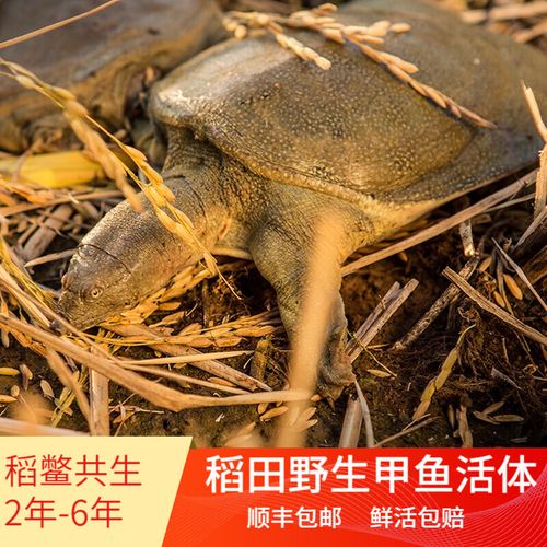 有机水稻如何与蛙鳖共生养殖？-图1