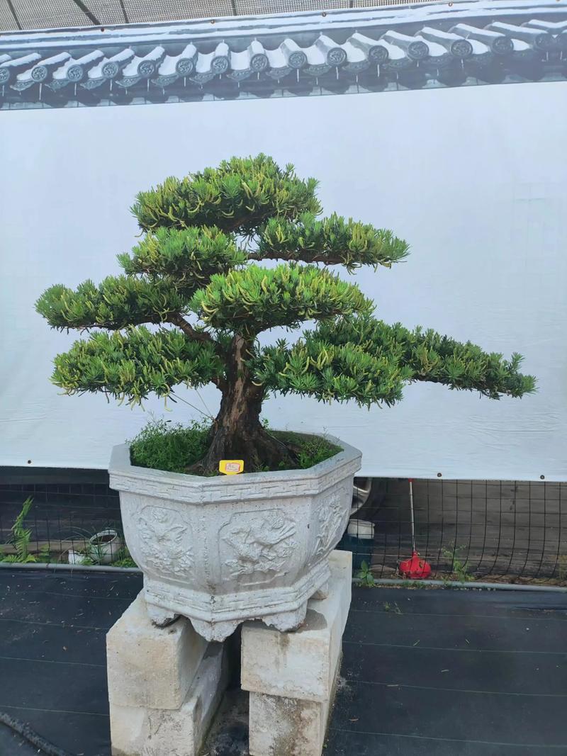 罗汉松什么品种好?-图3 罗汉松什么品种好?-图3