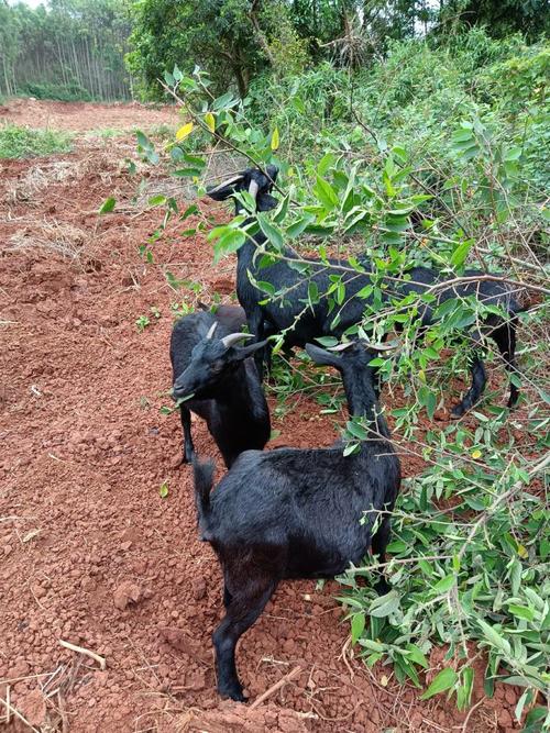 广东黑山羊哪个品种好-图2