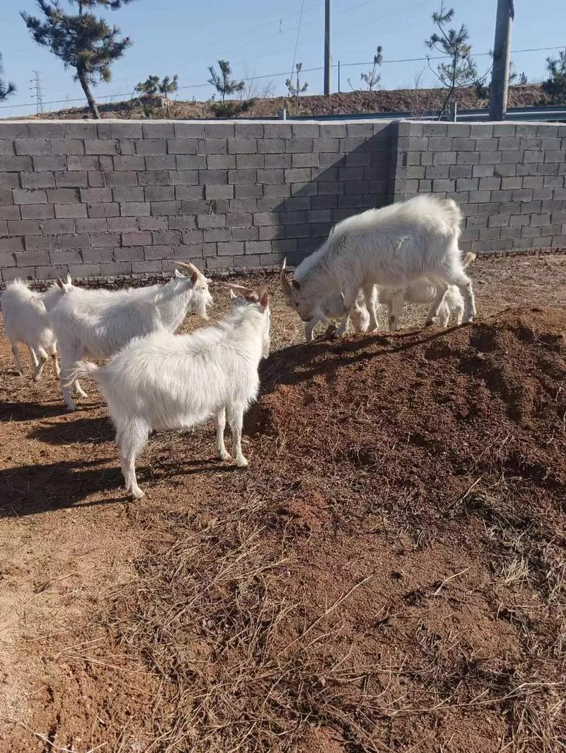 农村养羊养什么品种好-图2