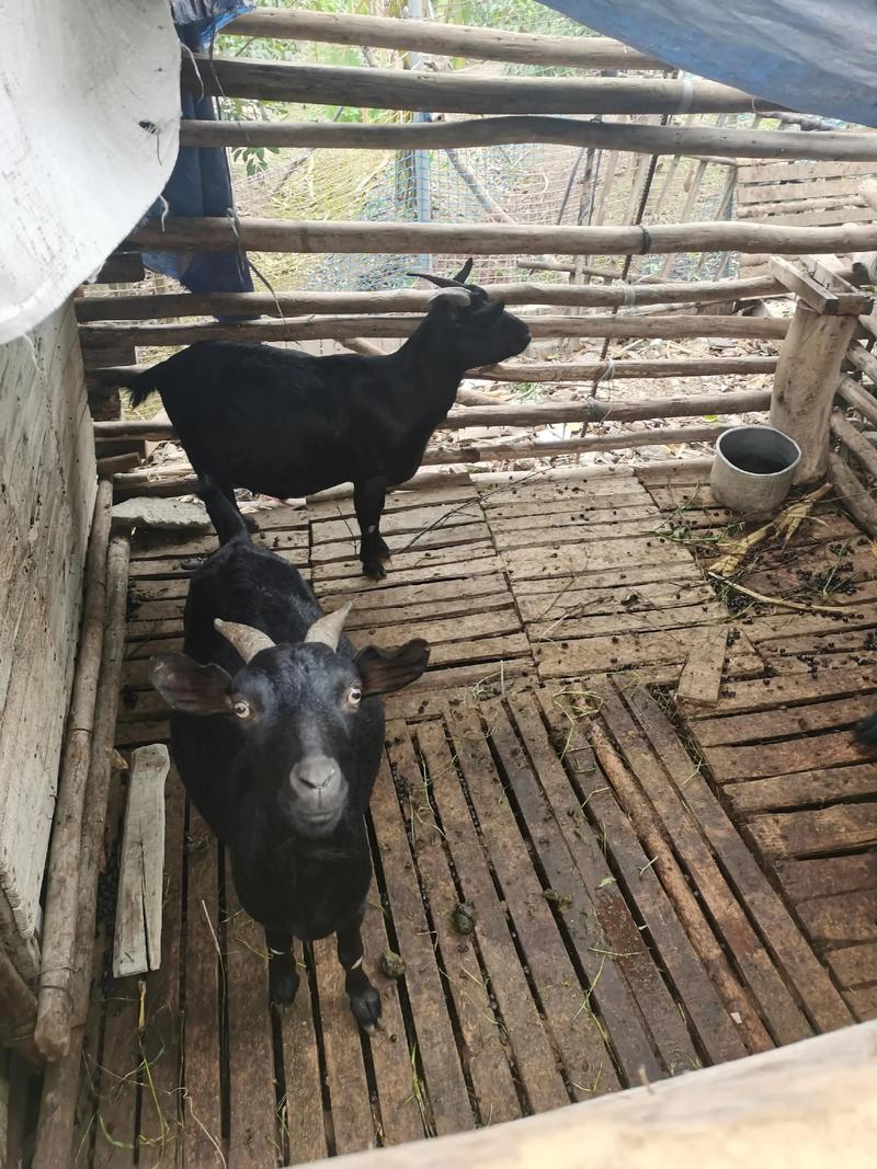 农村养羊养什么品种好-图1