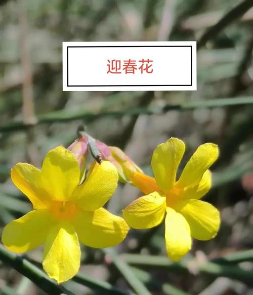 迎春花品种多，如何快速准确鉴别？-图3