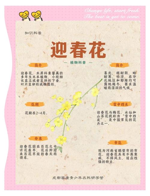 迎春花品种多，如何快速准确鉴别？-图2