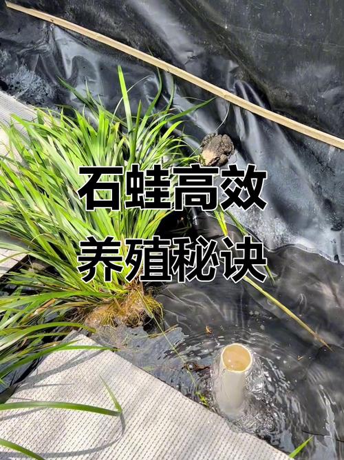 生态循环石蛙养殖技术-图3 生态循环石蛙养殖技术-图3