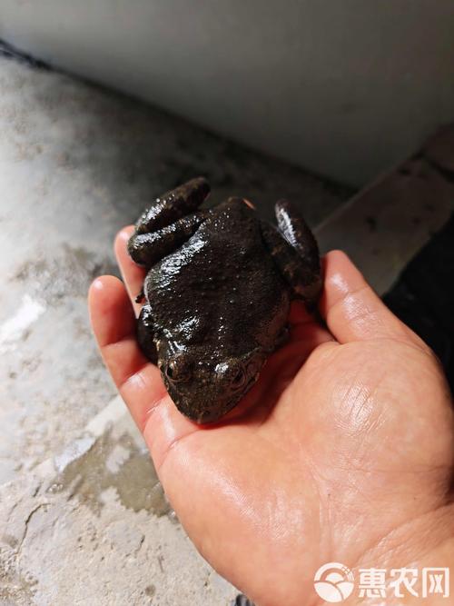 生态循环石蛙养殖技术-图1 生态循环石蛙养殖技术-图1