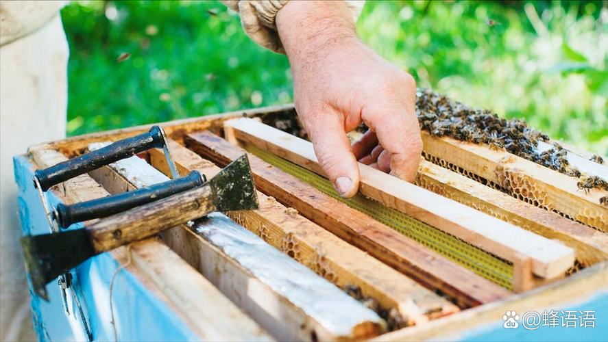 国外如何高效养殖强群蜜蜂？-图1