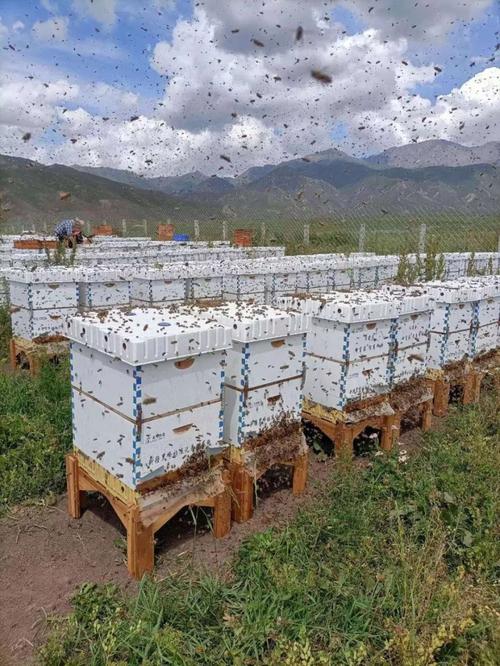 国外如何高效养殖强群蜜蜂？-图2