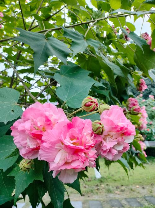 芙蓉花品种及图片大全-图1