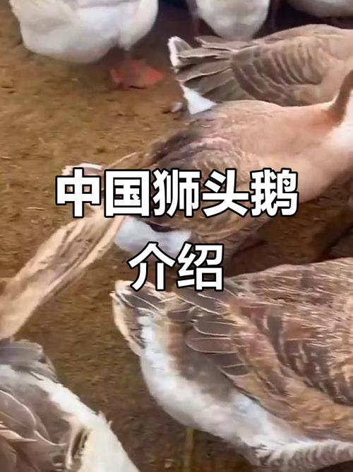 中国唯一大型鹅品种有何独特之处?-图1 中国唯一大型鹅品种有何独特之处?-图1