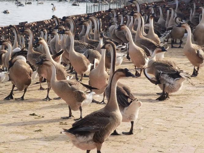 中国唯一大型鹅品种有何独特之处?-图2 中国唯一大型鹅品种有何独特之处?-图2