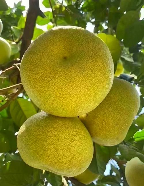 北方适合种哪些柚子品种?-图1 北方适合种哪些柚子品种?-图1