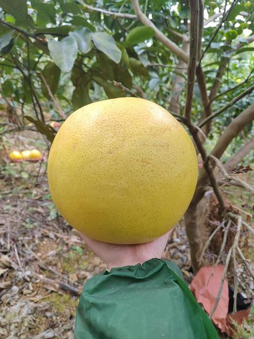 北方适合种哪些柚子品种?-图3 北方适合种哪些柚子品种?-图3