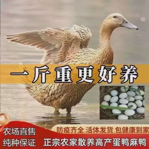 什么鸭子品种产蛋量最高？-图2