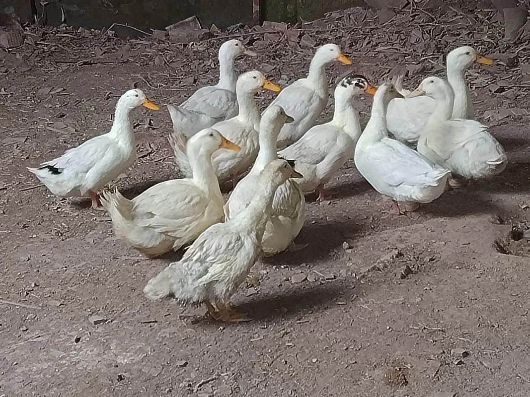 什么鸭子品种产蛋量最高？-图3