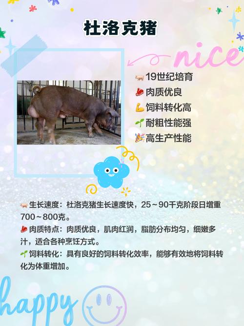粗养选啥猪品种好?-图2 粗养选啥猪品种好?-图2