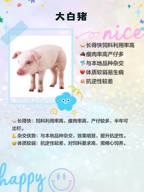 粗养选啥猪品种好？-图3