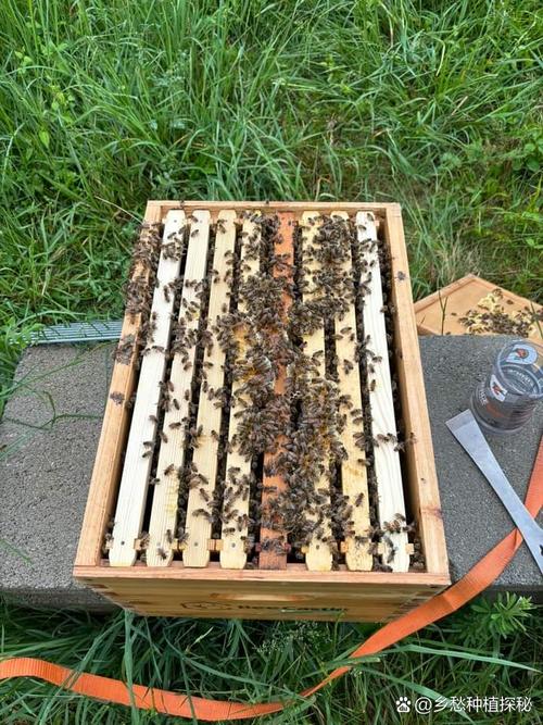 巢基制作技术视频，新手如何快速上手？-图3