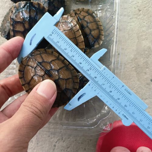 2025年南石龟苗价格会涨还是跌?-图1 2025年南石龟苗价格会涨还是跌?-图1