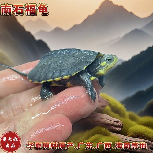 2025年南石龟苗价格会涨还是跌？-图2