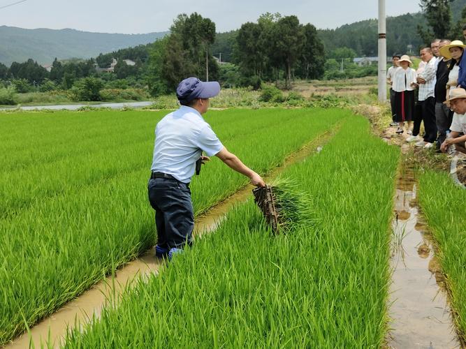 种植水稻技术讲座视频-图3 种植水稻技术讲座视频-图3