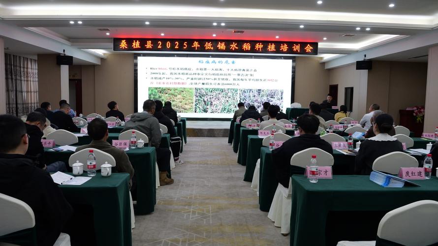 种植水稻技术讲座视频-图1 种植水稻技术讲座视频-图1