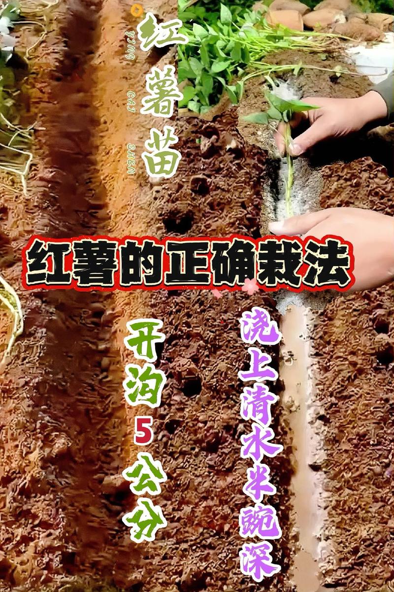 红薯怎样发苗种植技术-图1 红薯怎样发苗种植技术-图1