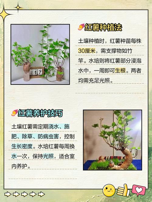 红薯怎样发苗种植技术-图2 红薯怎样发苗种植技术-图2