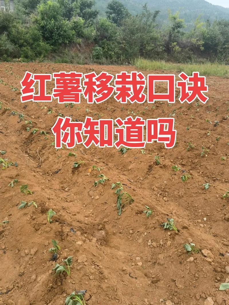 红薯怎样发苗种植技术-图3 红薯怎样发苗种植技术-图3